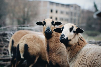 Sheep in a field