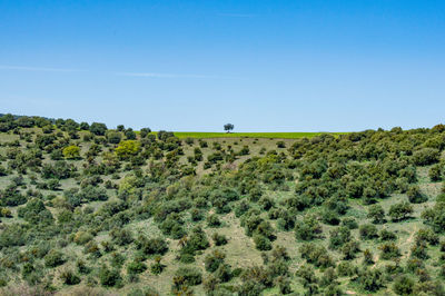 Scenic view of field against clear blue sky