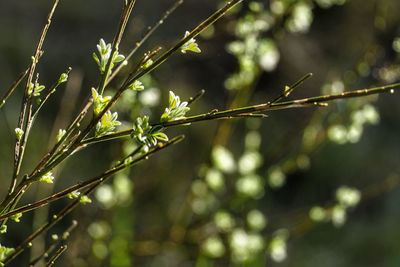 Close-up of wet plant