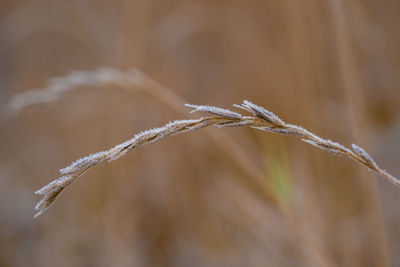 Close-up of frozen plant