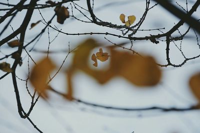 Close-up of twigs