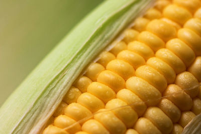 Close-up of corn