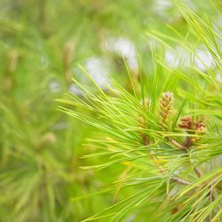 Close-up of wheat