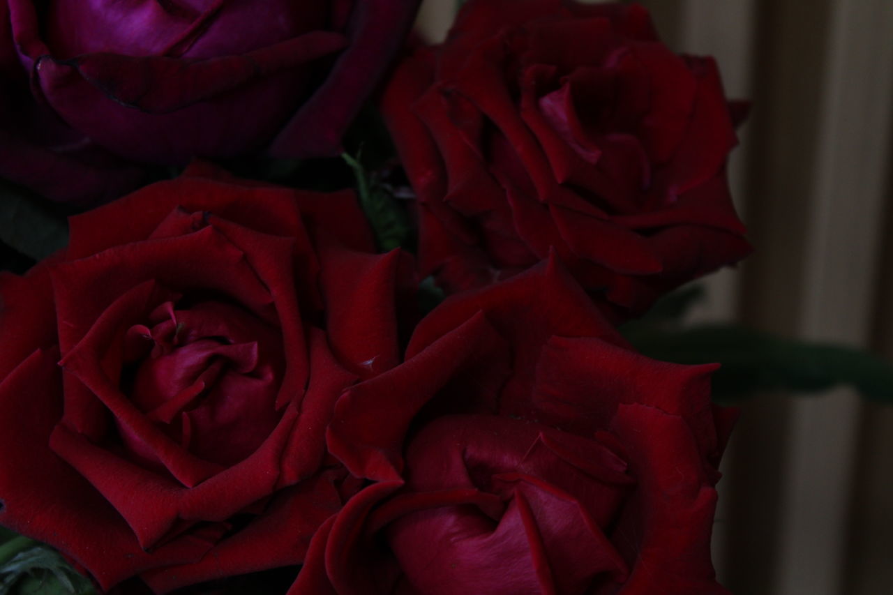 red, rose, flower, flowering plant, beauty in nature, plant, pink, garden roses, petal, freshness, close-up, flower head, inflorescence, nature, fragility, love, no people, indoors, emotion, bouquet, purple, positive emotion, cut flowers, valentine's day, flower arrangement