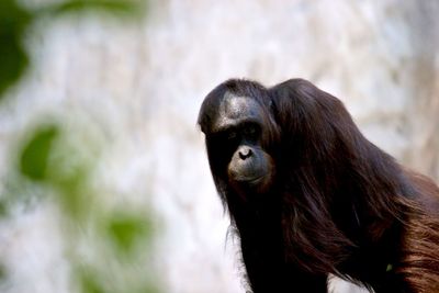 Portrait of chimpanzee in zoo