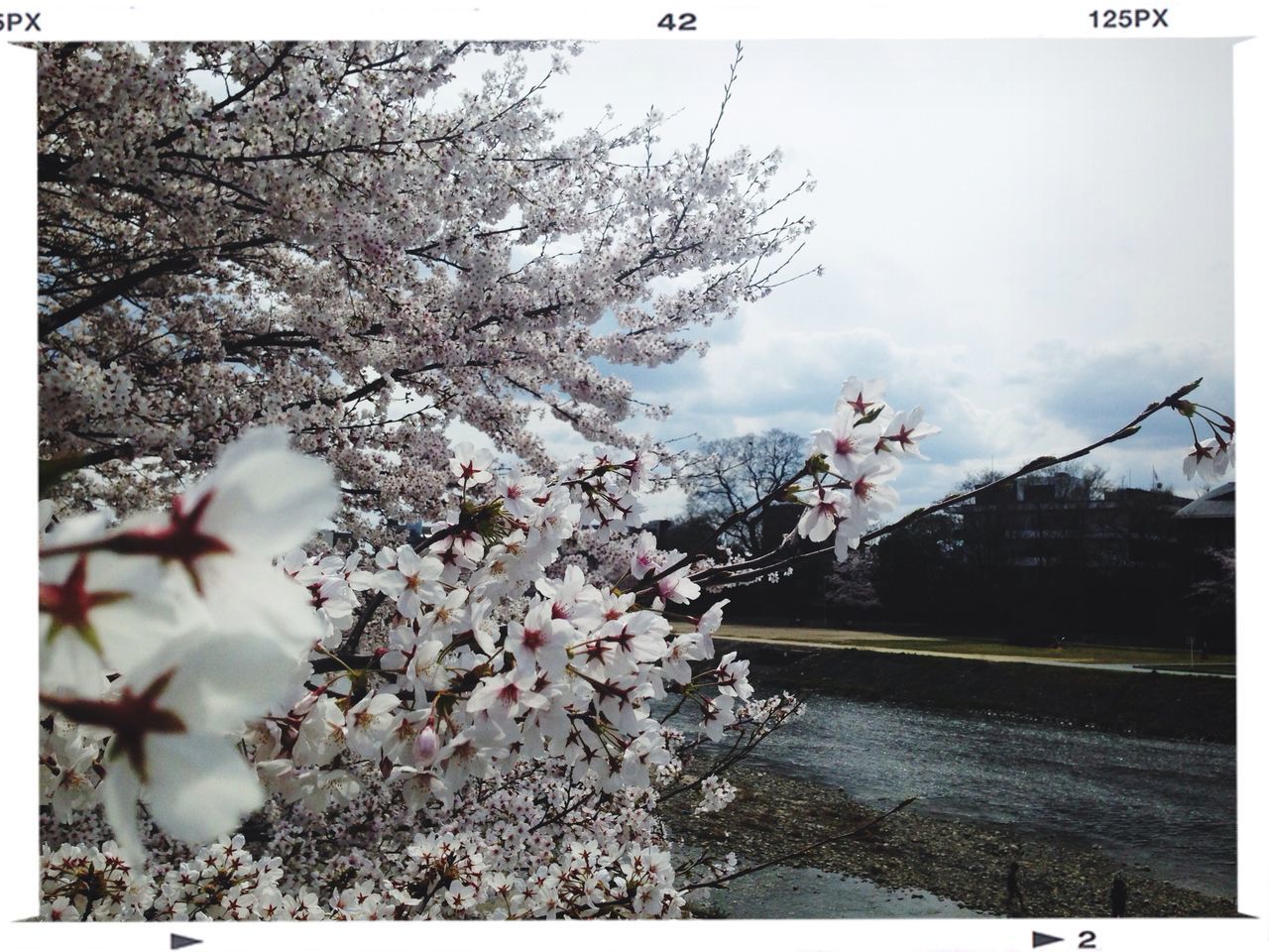 transfer print, flower, auto post production filter, tree, cherry blossom, fragility, building exterior, freshness, growth, branch, sky, nature, cherry tree, built structure, blossom, beauty in nature, architecture, day, in bloom, season