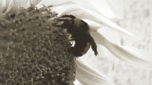 Close-up of a bird flying