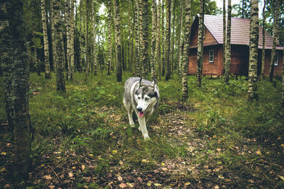 Husky near cabin in the woods