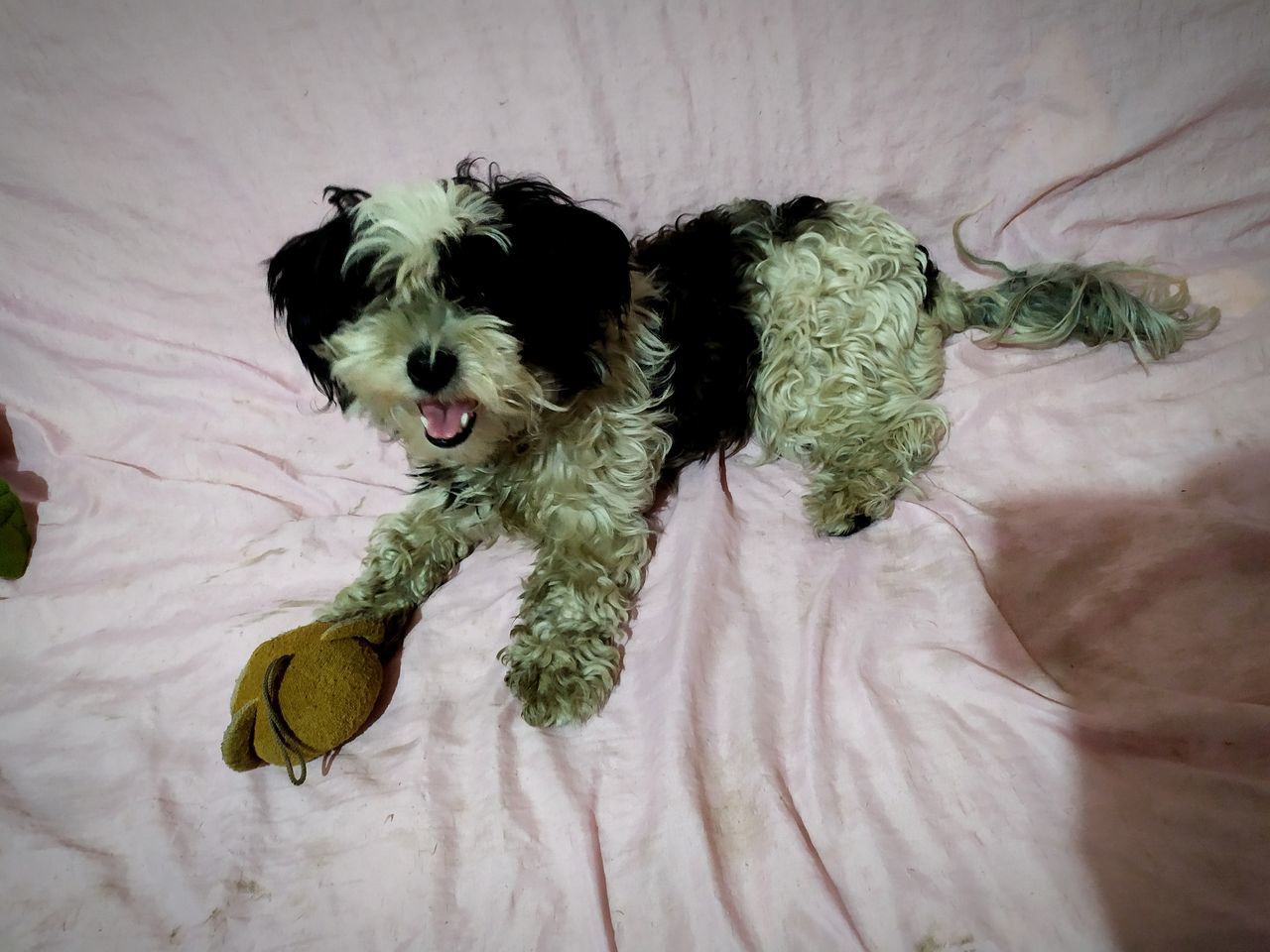 HIGH ANGLE VIEW OF DOG ON BED AT HOME