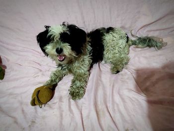 High angle view of dog relaxing on bed at home