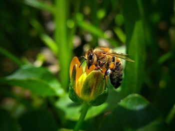 Close-up of insect on flower