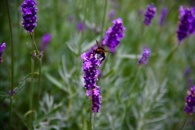 Close-up of insect on purple flowering plant