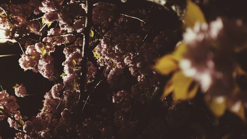 Low angle view of flowering plant