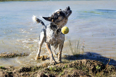 Dog running on beach