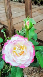 Close-up high angle view of pink flower