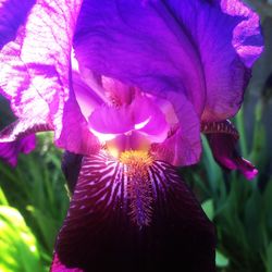 Close-up of purple flowers