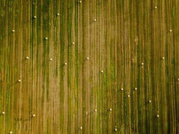 Full frame shot of wet wood