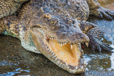 Crocodile with mouth open at lakeshore