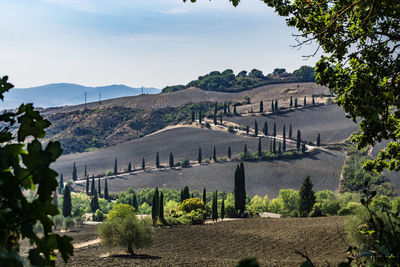 Cyprus road tuscany italy