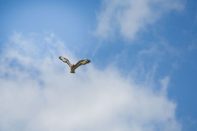 Low angle view of seagull flying in sky