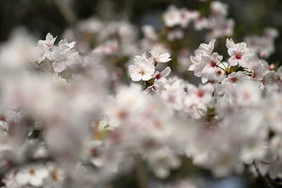 Close-up of cherry blossoms in park