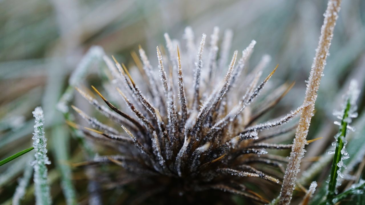 CLOSE-UP OF FROZEN PLANT IN WINTER