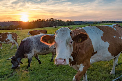 Cows on field during sunset