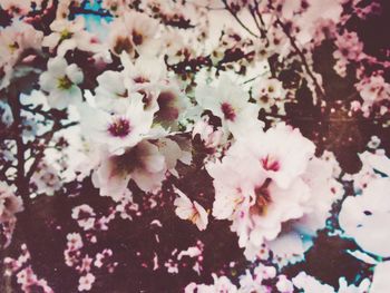 Close-up of pink flowers