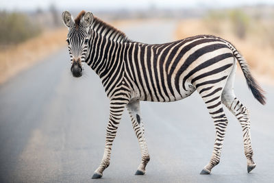 View of a zebra