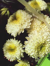 Close-up of yellow flowers blooming outdoors