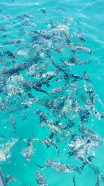 High angle view of fishes swimming in sea