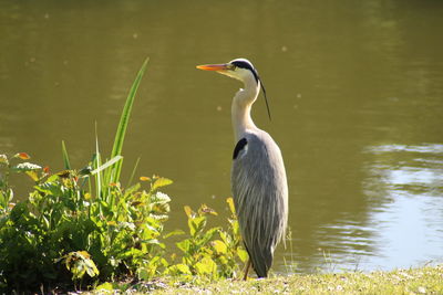 Gray heron in lake