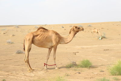 Horses in a desert