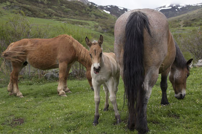 Horses in a field