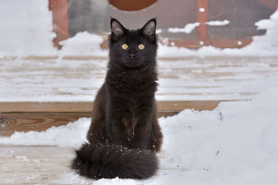 Close-up portrait of black cat on snow