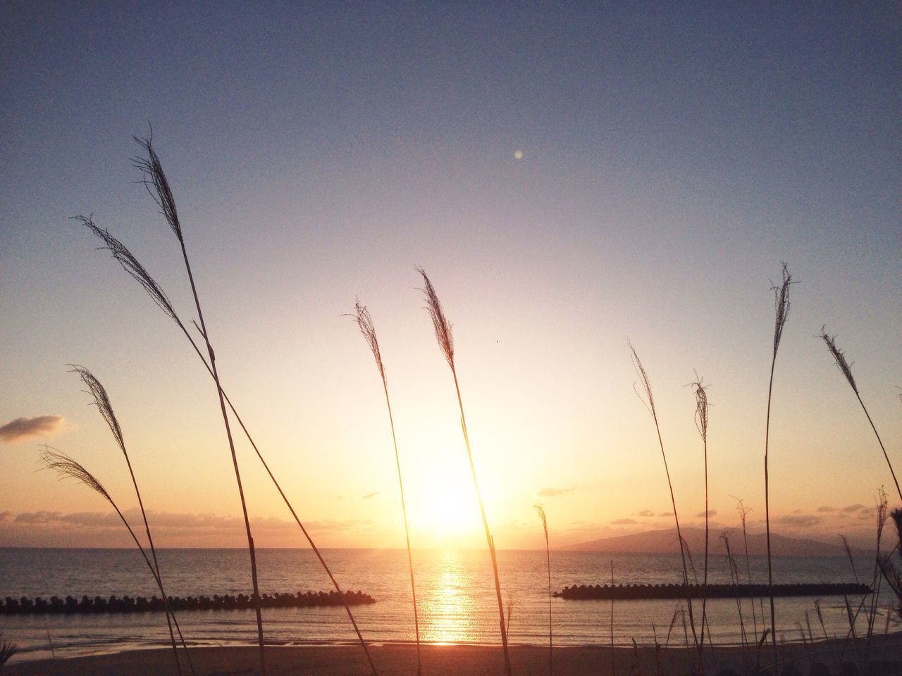 sunset, tranquil scene, tranquility, nature, sun, beauty in nature, water, sunlight, no people, outdoors, scenics, sky, sea, growth, silhouette, beach, day