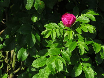 Close-up of pink flowering plant