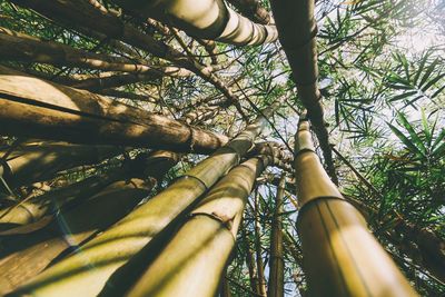 Low section of person against trees in forest