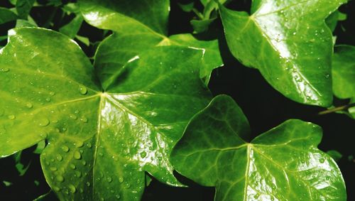 Close-up of leaves