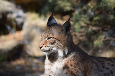 Side view of lynx
