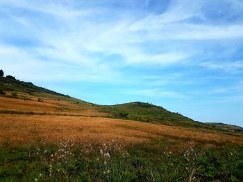 Scenic view of field against sky