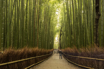 Walkway amidst trees in forest