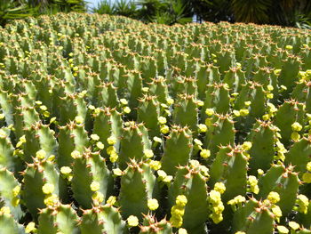 Cactus plants growing in park