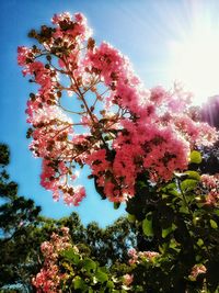 Low angle view of pink flowers blooming on tree