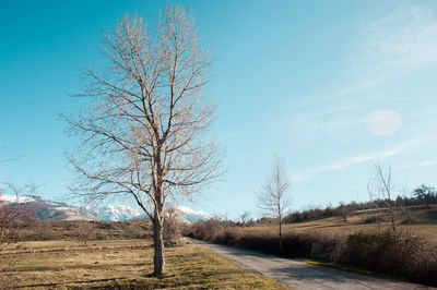 Bare tree on field against sky