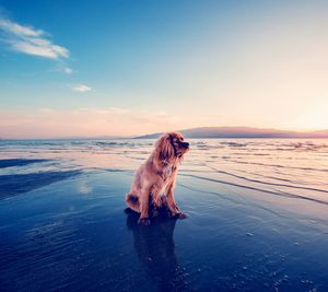 Dog on beach against sky during sunset