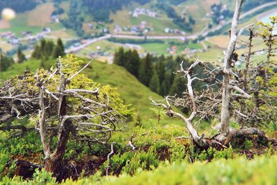 Close-up of dead plant on field