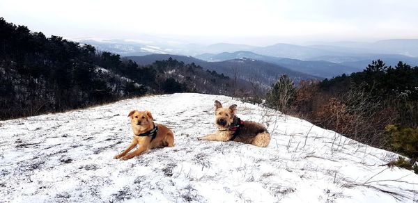 View of a dog on snow covered landscape