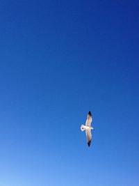 Low angle view of birds against clear blue sky