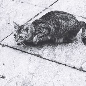 High angle view of lizard lying down